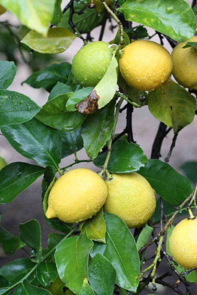                Fruit (Monroe, Riverside, CA)       